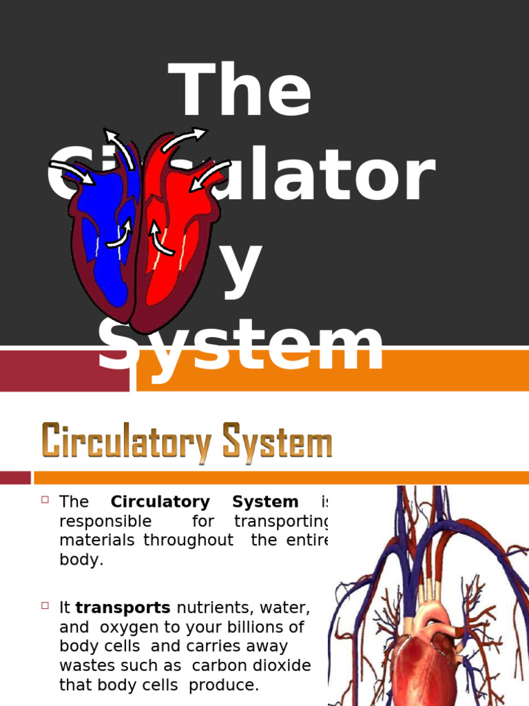 Circulatory System | PDF | Heart | Artery
