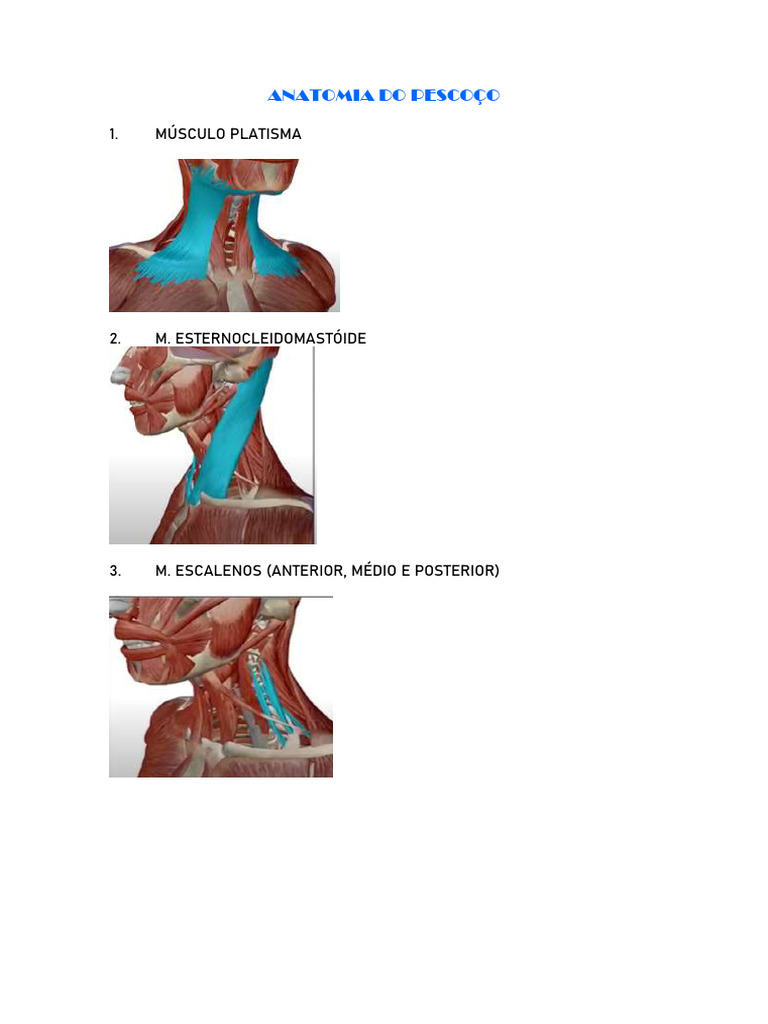 Anatomia Do Pescoço | PDF