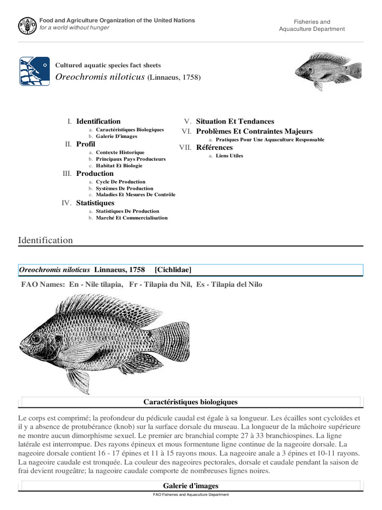 Cycle de reproduction du tilapia du Nil | PDF | Nourritures