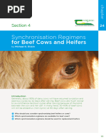 Beef Cow Synchronization Protocols | PDF | Cattle | Land Management
