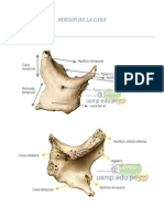 Hueso Malar (Cigomatico)