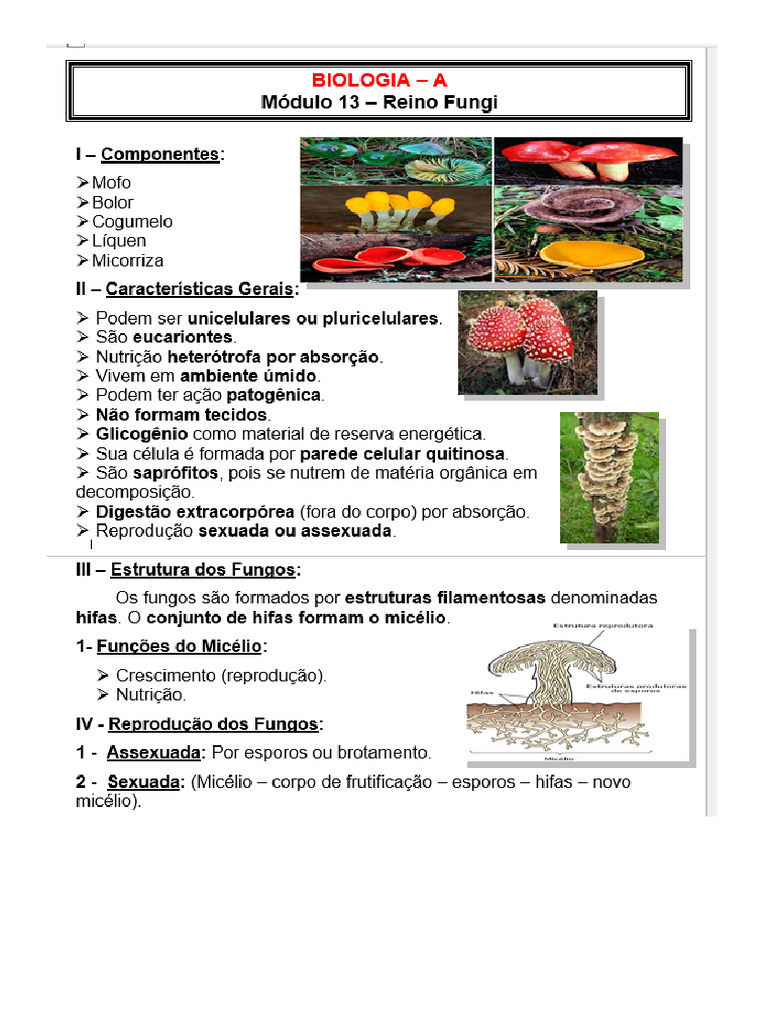 BIO - A - Modulo 13 - Reino Fungi | PDF