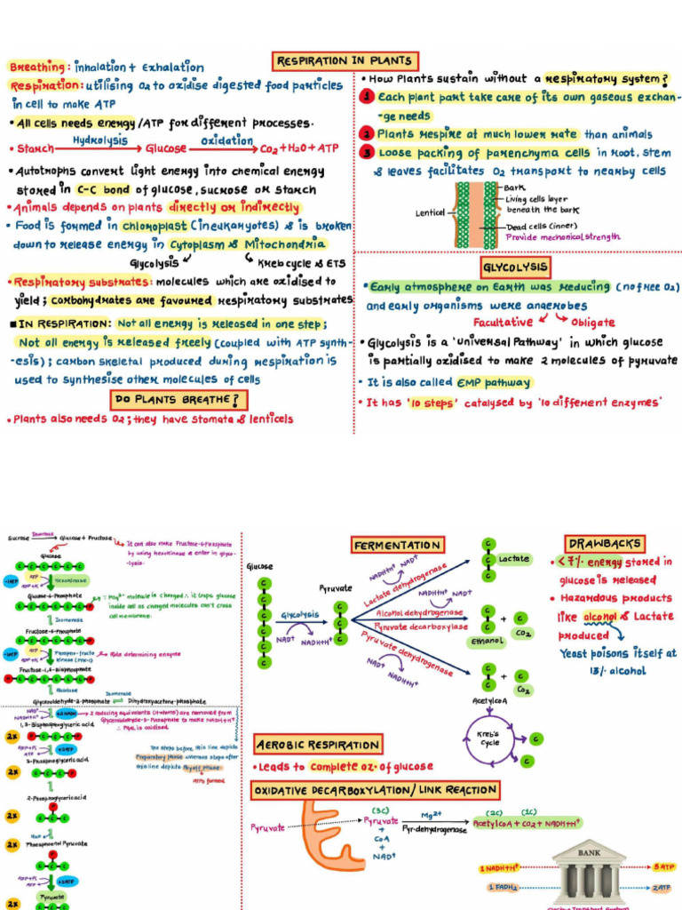 67188a18c33b75dcfd049d39 - ## - RESPIRATION IN PLANTS Class Notes | PDF