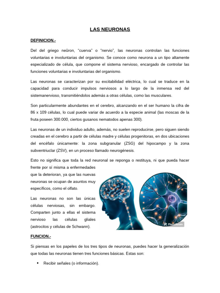 Funciones y Tipos de Neuronas | PDF | Neurona | Sistema nervioso
