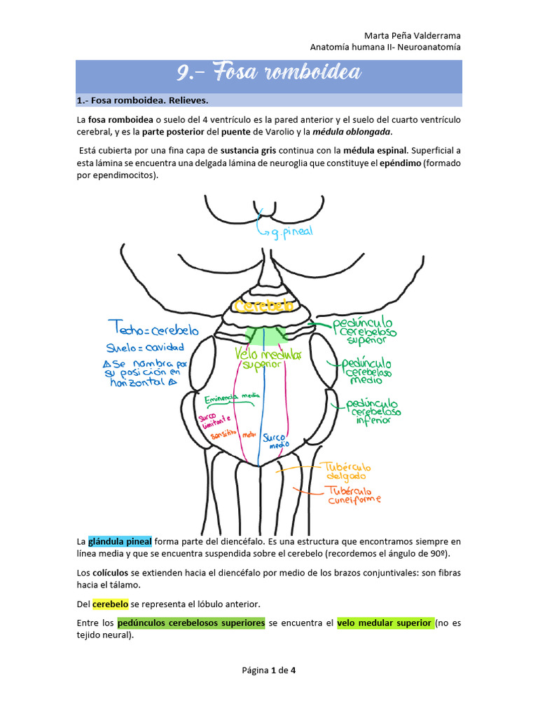 Anatomía de la Fosa Romboidea | PDF | Cerebelo | Médula espinal
