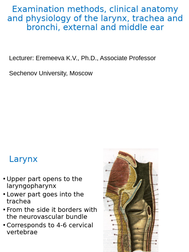 Anatomy of Larynx and Ear | PDF | Larynx | Ear
