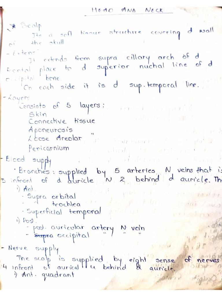 Anatomy Head and Neck Notes PDF
