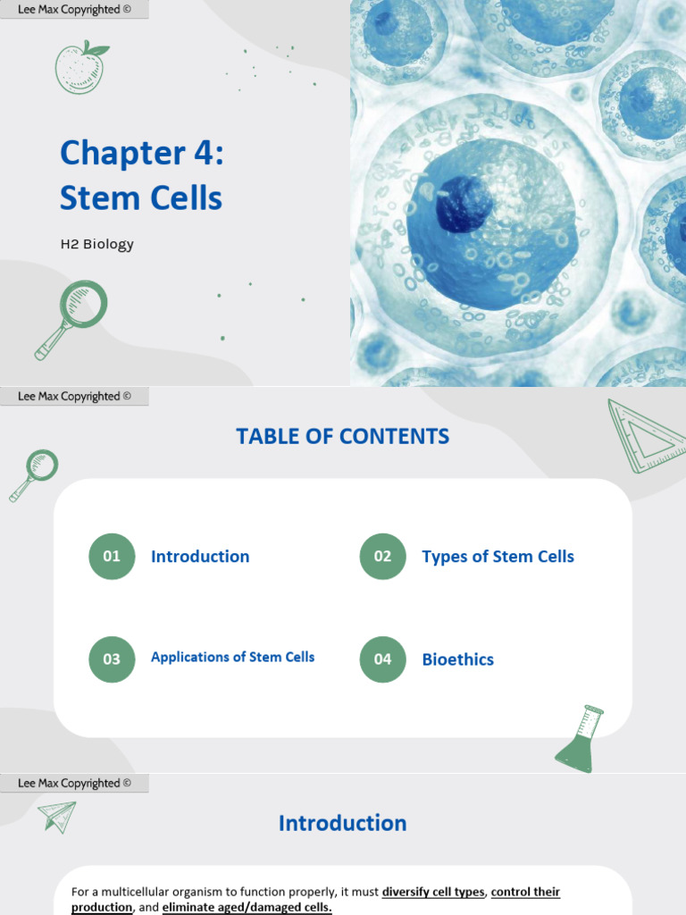 (H2 Bio) Chapter 4 Stem Cells 1 | PDF | Cell Potency | Stem Cell