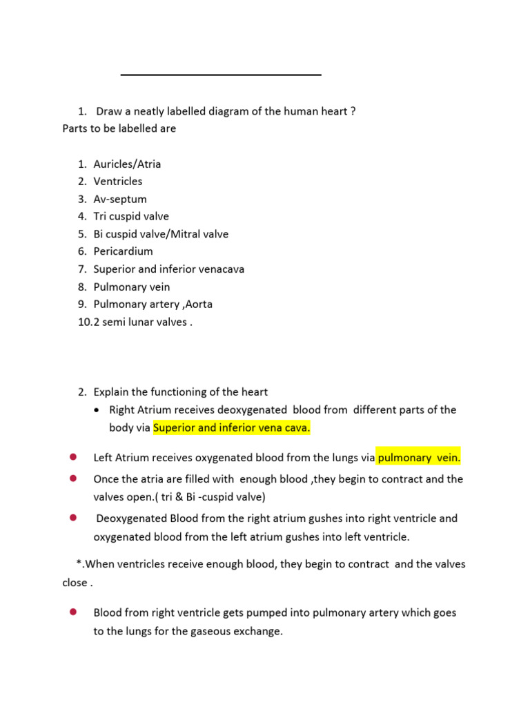 Human Heart Structure and Function | PDF | Science & Mathematics