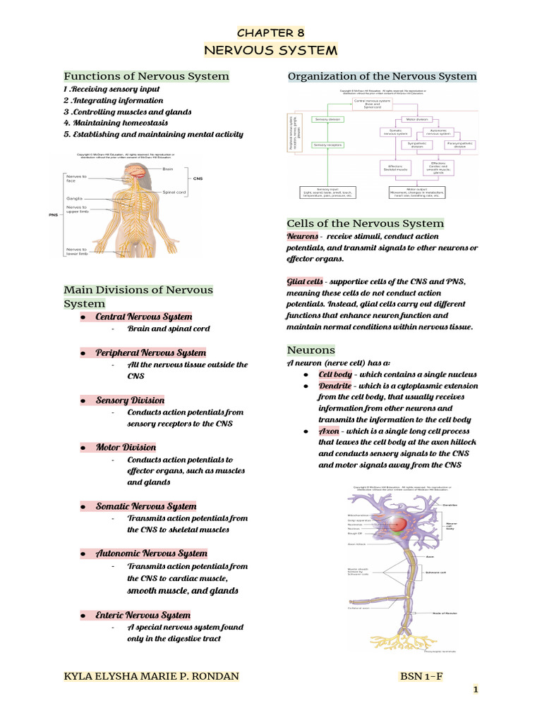 Overview of the Nervous System Functions | PDF | Chemical Synapse | Neuron
