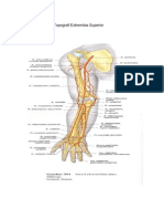 Topografi Extremitas Superior