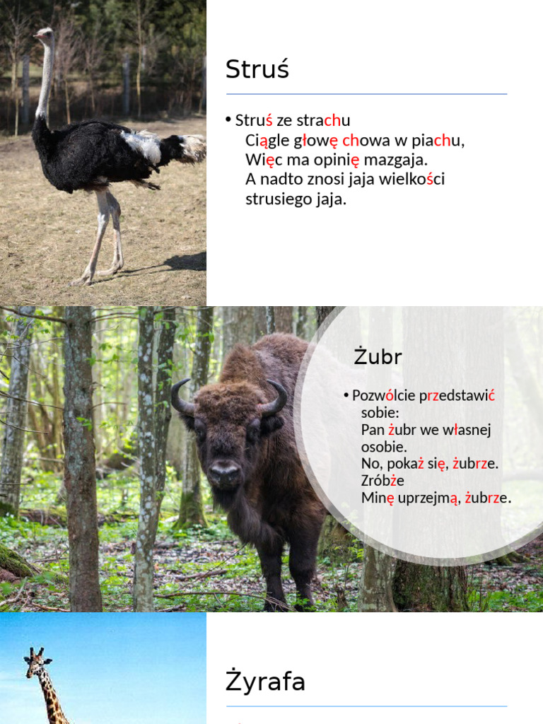 Struś | PDF