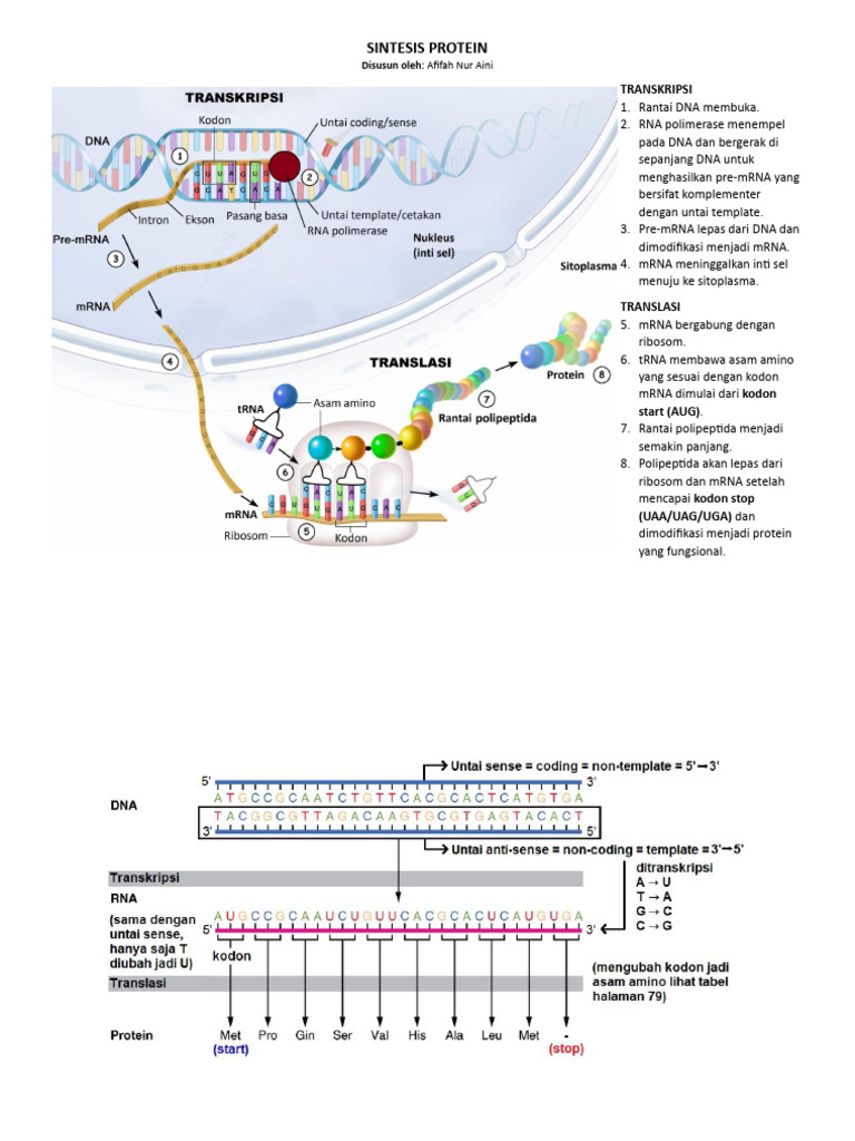 Proses Sintesis Protein | PDF | Komputer