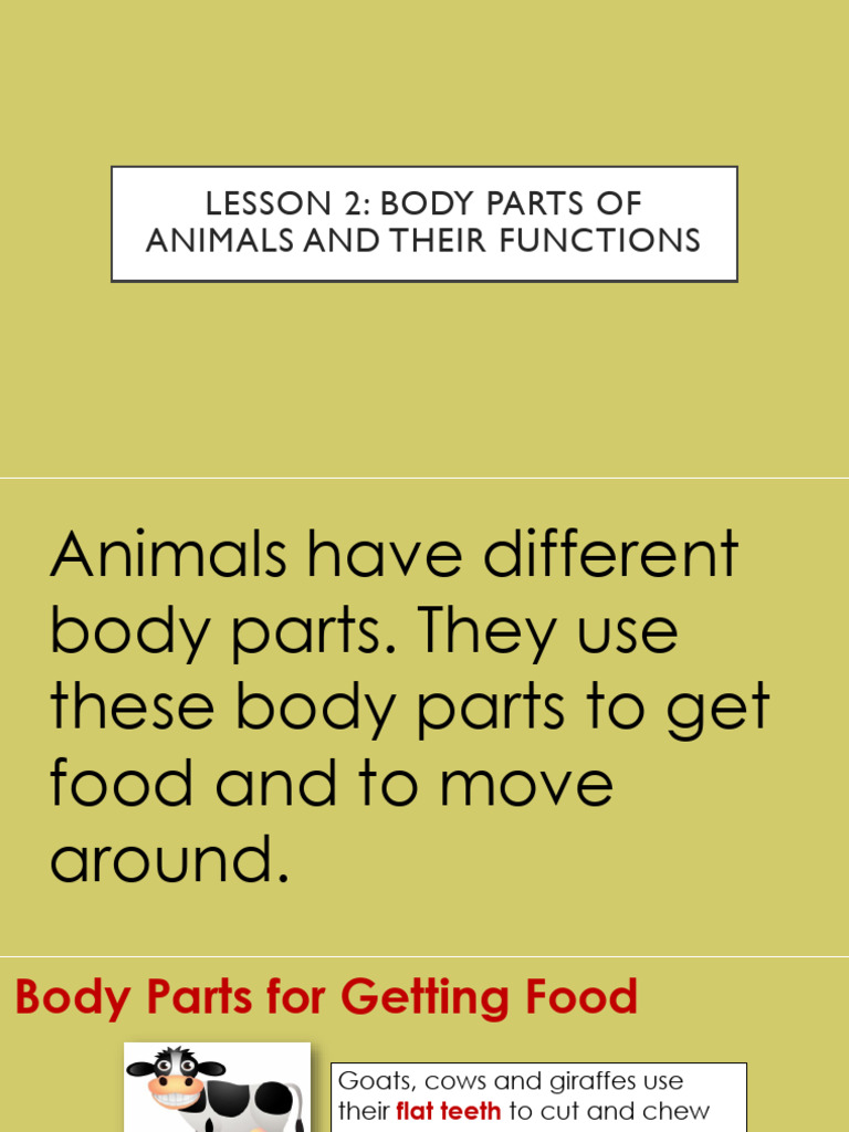 Animal Body Parts and Their Functions | PDF