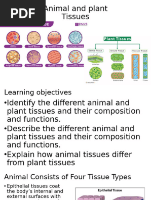 Presentation03 Plant And Animal Tissues PPT Kingdom Animalia