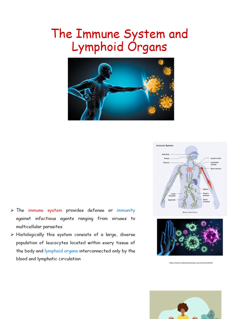 The Immune System and Lymphoid Organs | PDF | Antibody | Cytotoxic T Cell