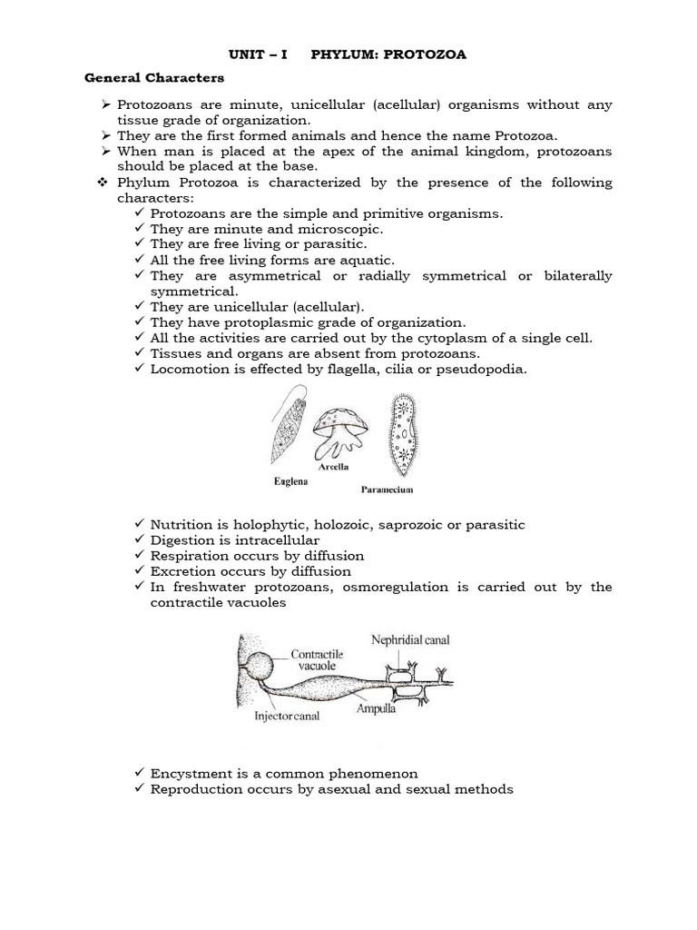 160 18ZC101 2020120408251957 | PDF | Protozoa