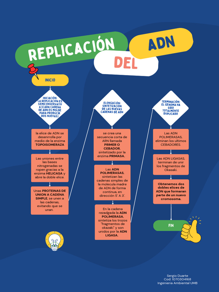 Infografia Replicación Del ADN | PDF