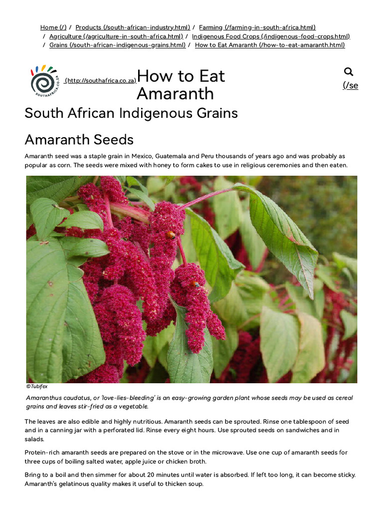 How to Eat Amaranth, South African Indigenous Grains | PDF | Crops ...