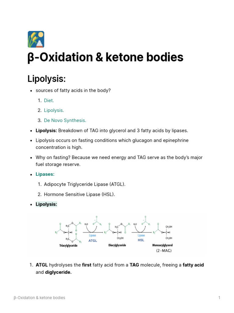 Oxidation Ketone Bodies - 1 | PDF | Citric Acid Cycle | Chemistry