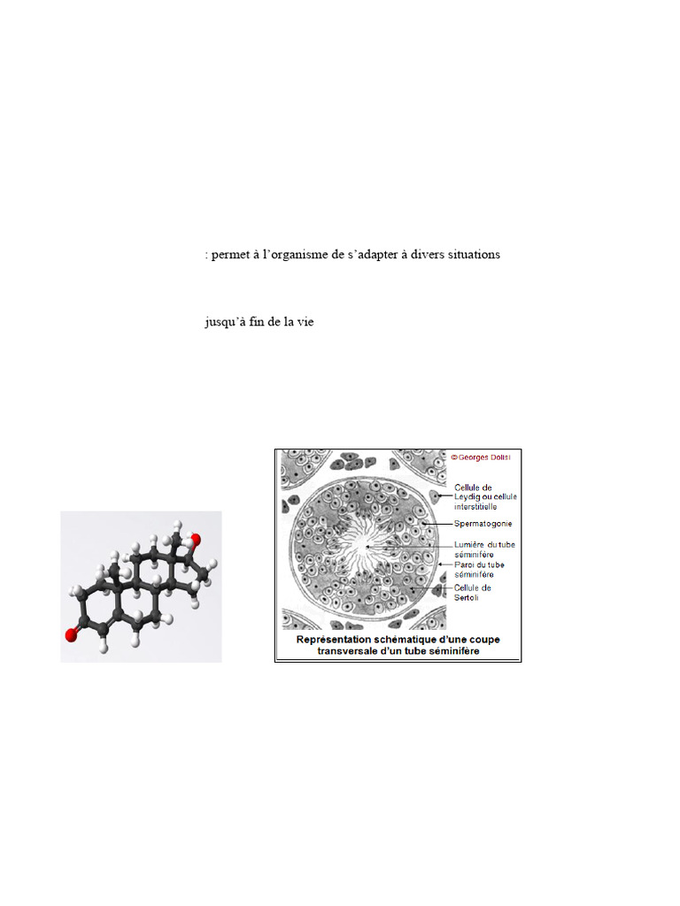 Testostérone Élevée chez la Femme | PDF | Androgène | Testostérone
