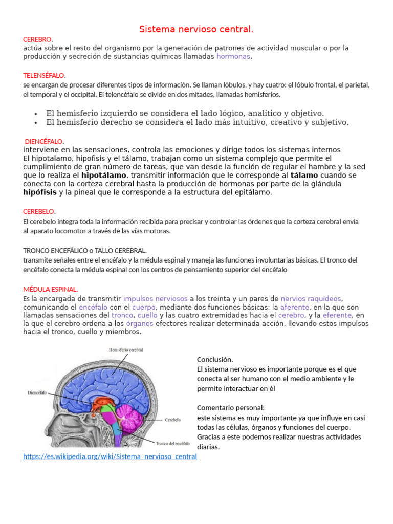 Estructura y Función del Sistema Nervioso | PDF | Cerebro | Hipotálamo