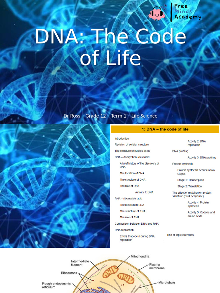 1 - DNA - The Code of Life - Term 1 - G12 (Autosaved) | PDF | Dna ...