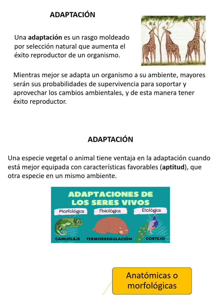 Tipos y características de adaptación | PDF | Adaptación | Mimetismo