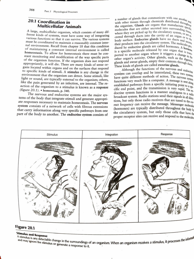 Nervous System 28 Oct 24 10 19 01 | PDF | Neuron | Axon