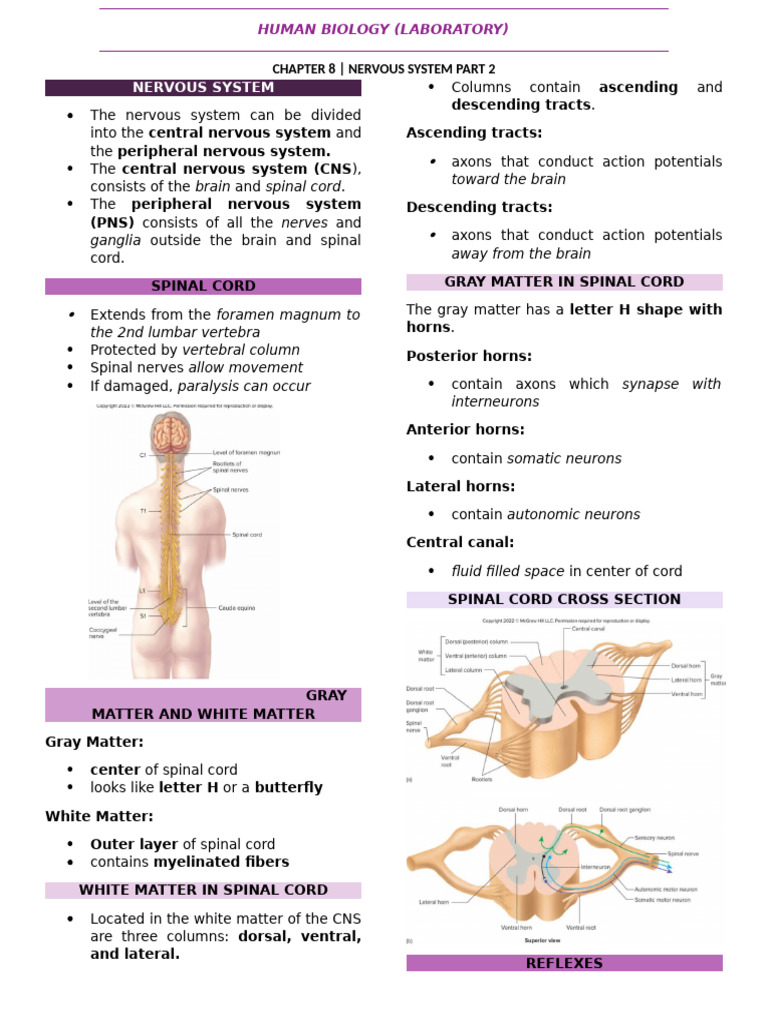 Nervous System Overview and Functions | PDF | Motor Neuron | Autonomic ...