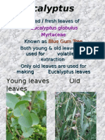1.Eucalyptus