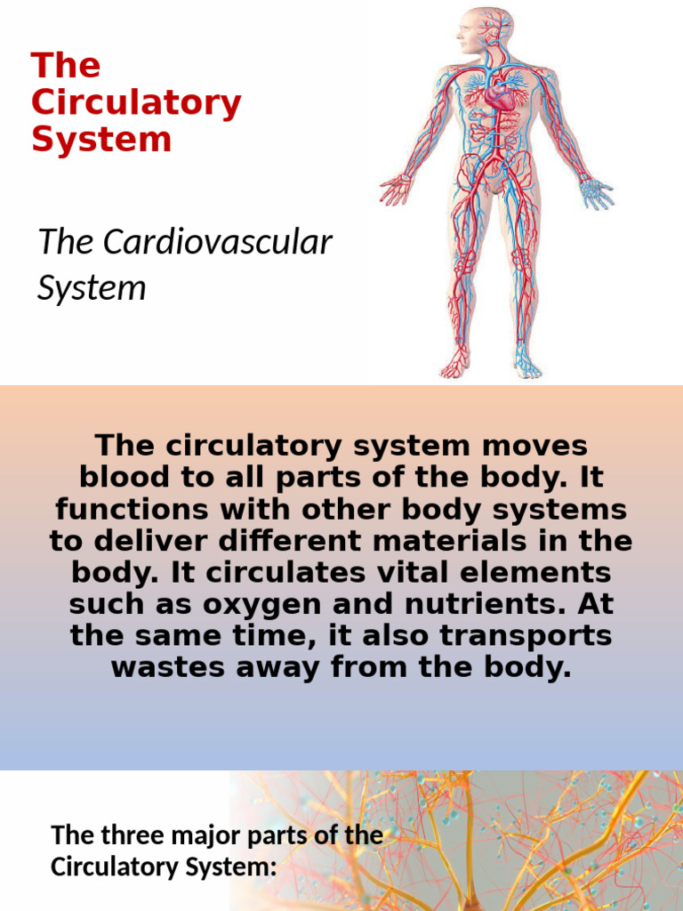 Functions of the Circulatory System | PDF