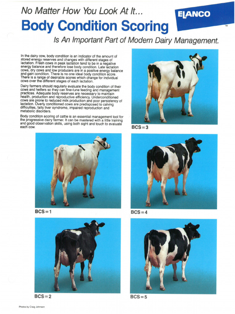 Dairy BCS Pics | PDF