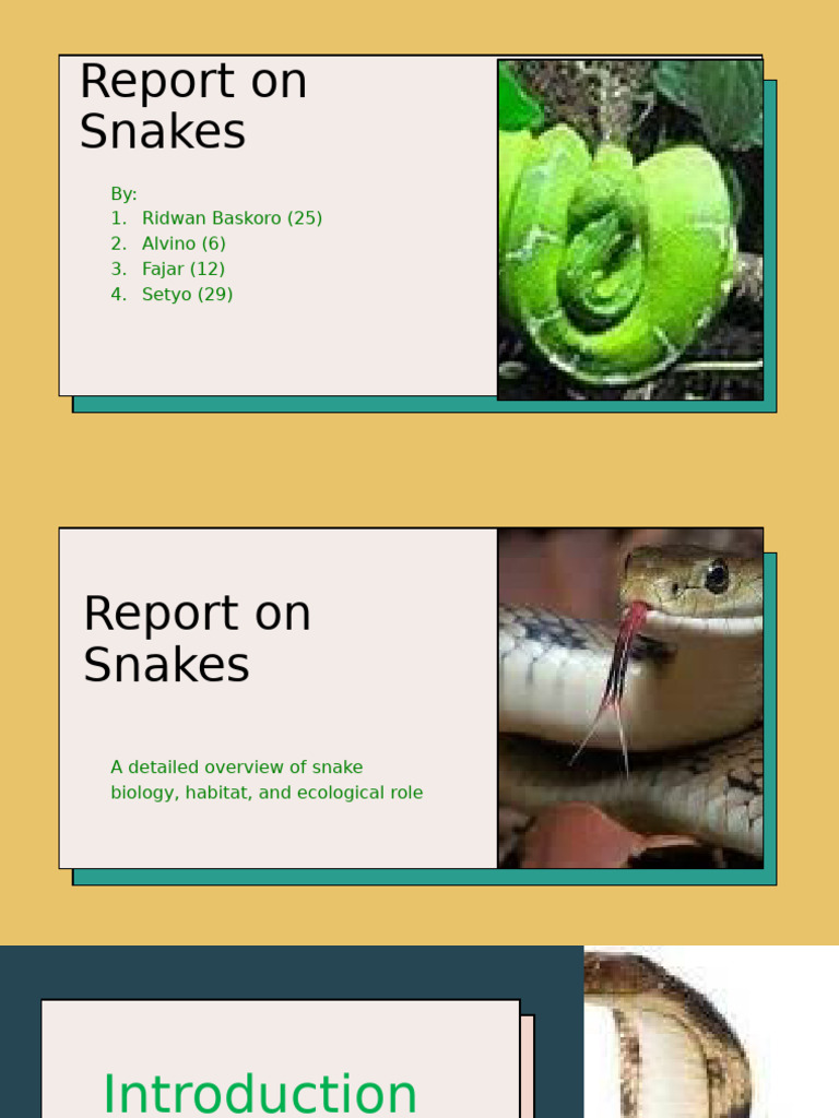 Report On Snakes 9A | PDF | Snake | Reptile