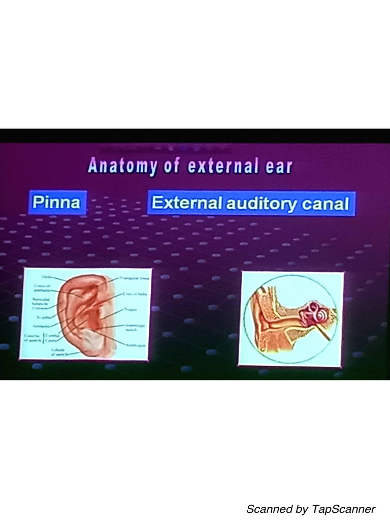 Anatomy of External Ear | PDF | Cooking, Food & Wine