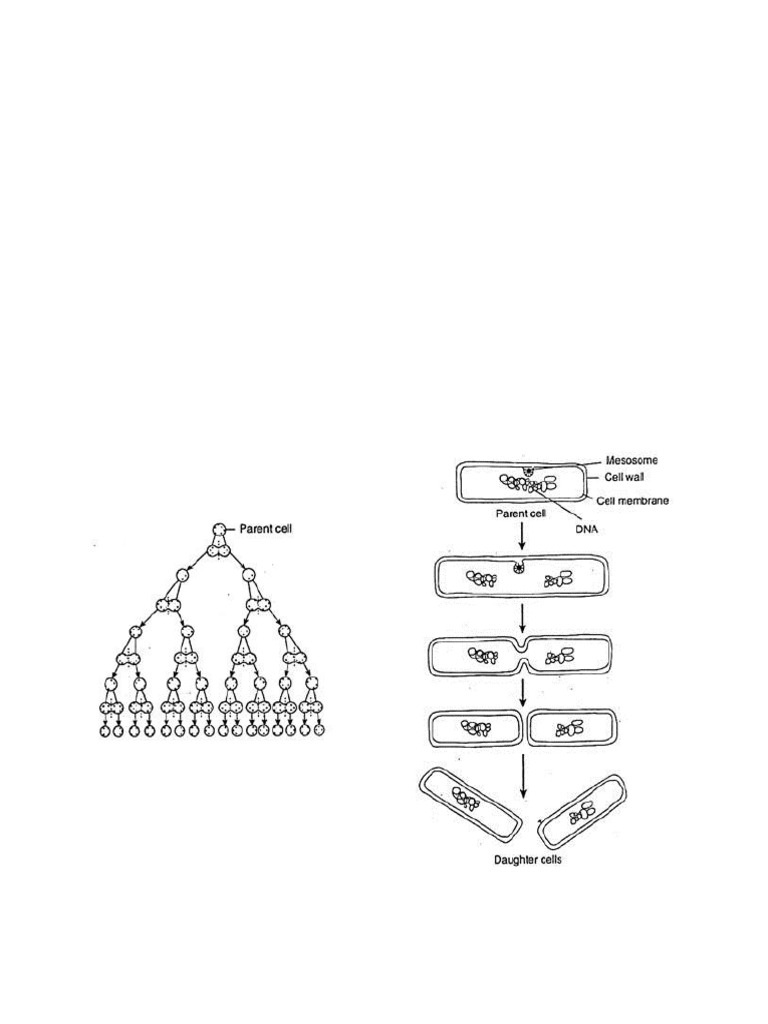 Bacterial Reproduction Methods Explained | PDF | Bacteria | Bacillus