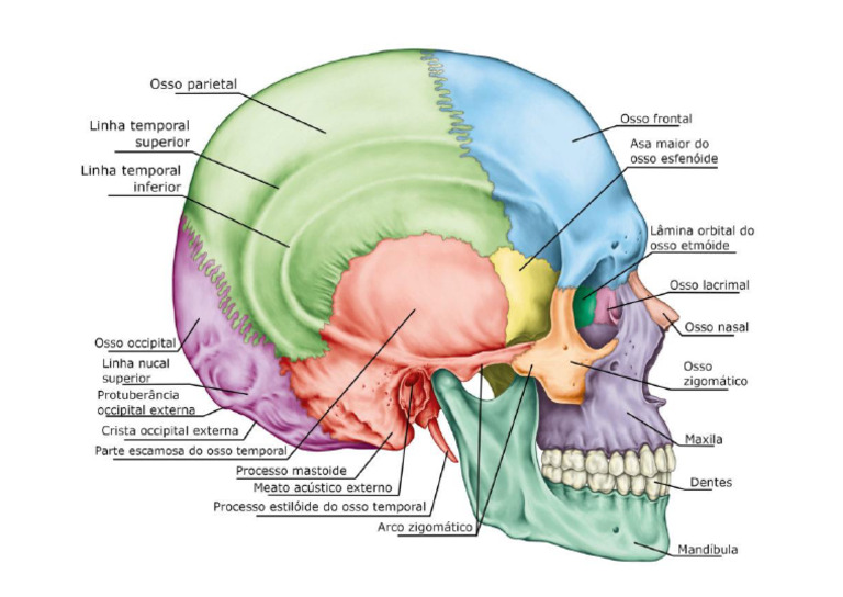Anatomia Do Cranio Humano Pdf