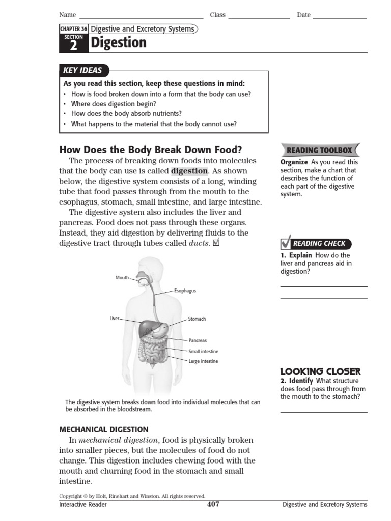 Digestion - 2024 | PDF | Digestion | Stomach