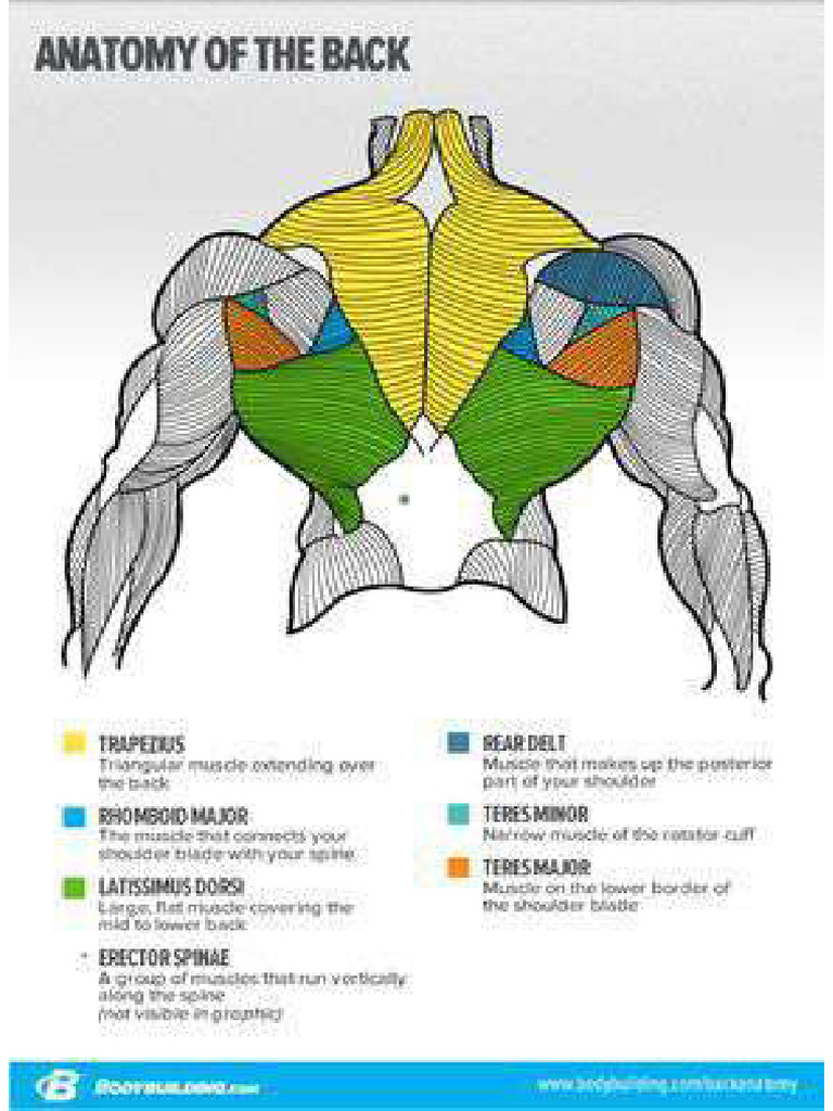 The Big Reasons Your Back Isn't Growing | PDF