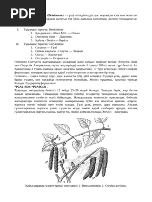 Жас жігіттер мен жетілген әйелдер арасындағы жыныстық қатынас