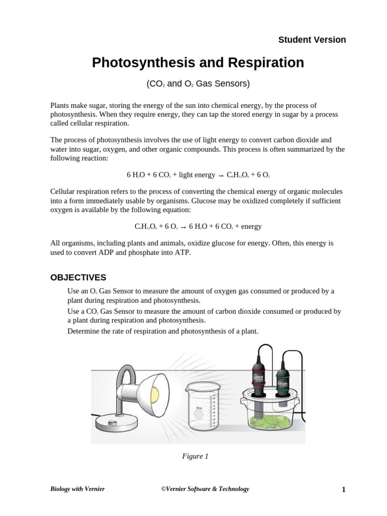 Photosynthesis and Respiration Lab Guide | PDF | Cellular Respiration ...