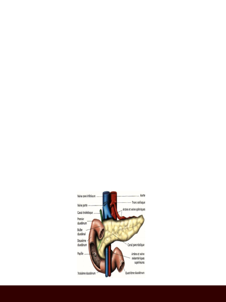 The Endocrine Pancreas | PDF | Insulin | Pancreas