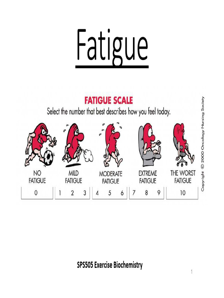Understanding Fatigue in Exercise | PDF | Antioxidant | Glycogen