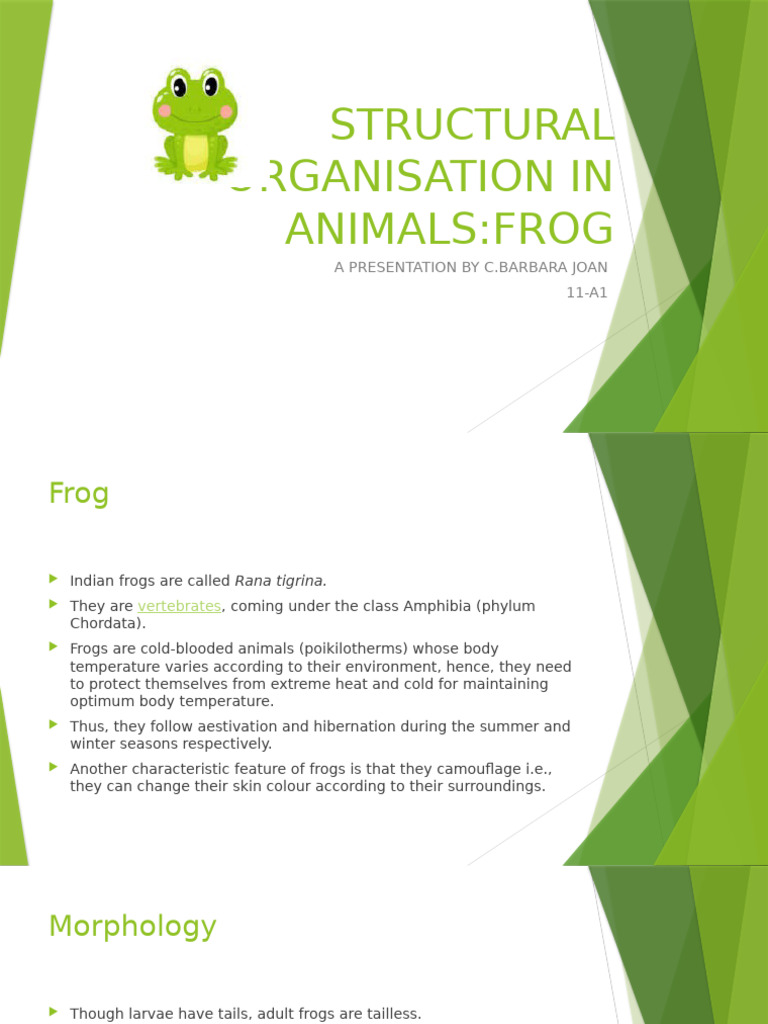Frog Structural Organisation Overview | PDF | Heart | Frog
