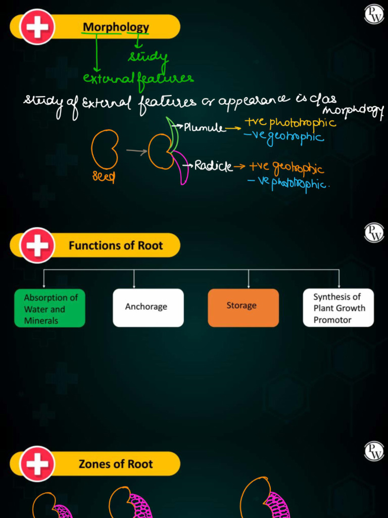 Morphology of Flowering Plants 01 - Class Notes - Yakeen 2.0 2024 ...