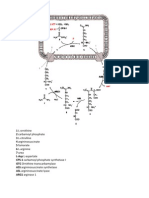 Urea Cycle