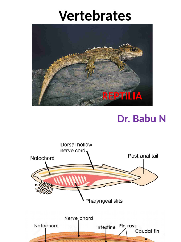 Reptiles - Vertebrates - Dr. BNS | PDF | Vertebrates | Reptile