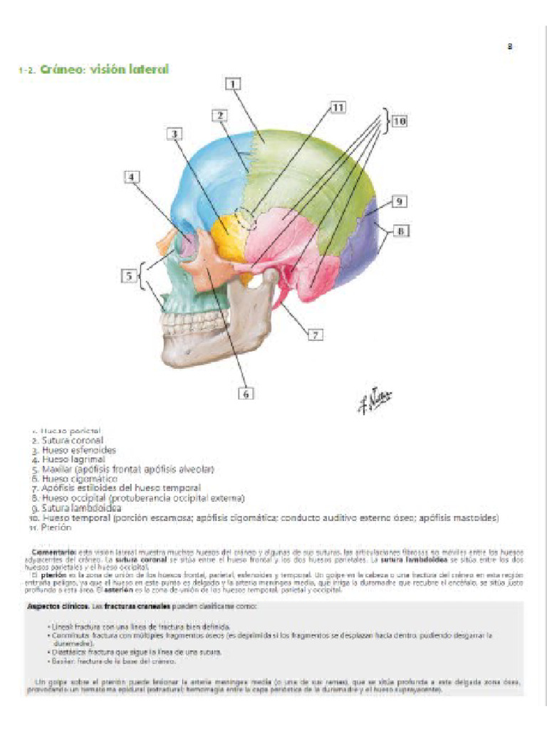 Craneo Vision Lateral | PDF