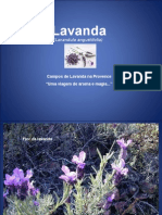 Campos de Lavanda Na Provence