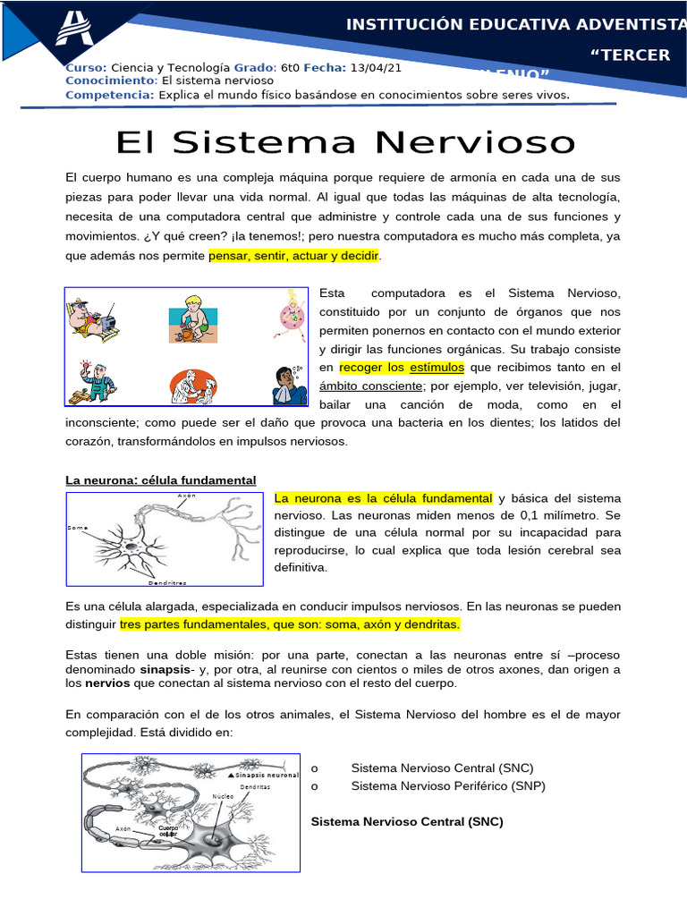 El Sistema Nervioso | PDF | Cerebro | Sistema nervioso central